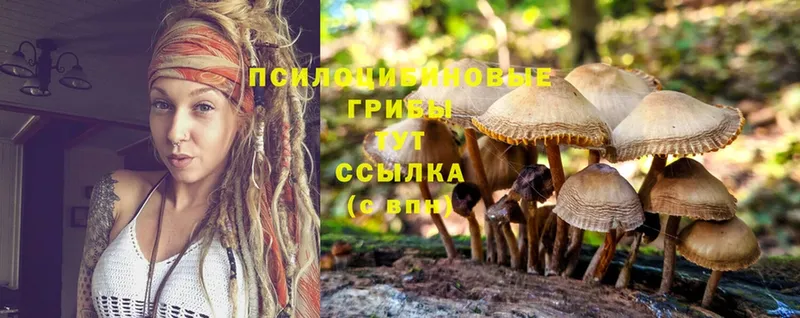 Галлюциногенные грибы Cubensis  Магадан 